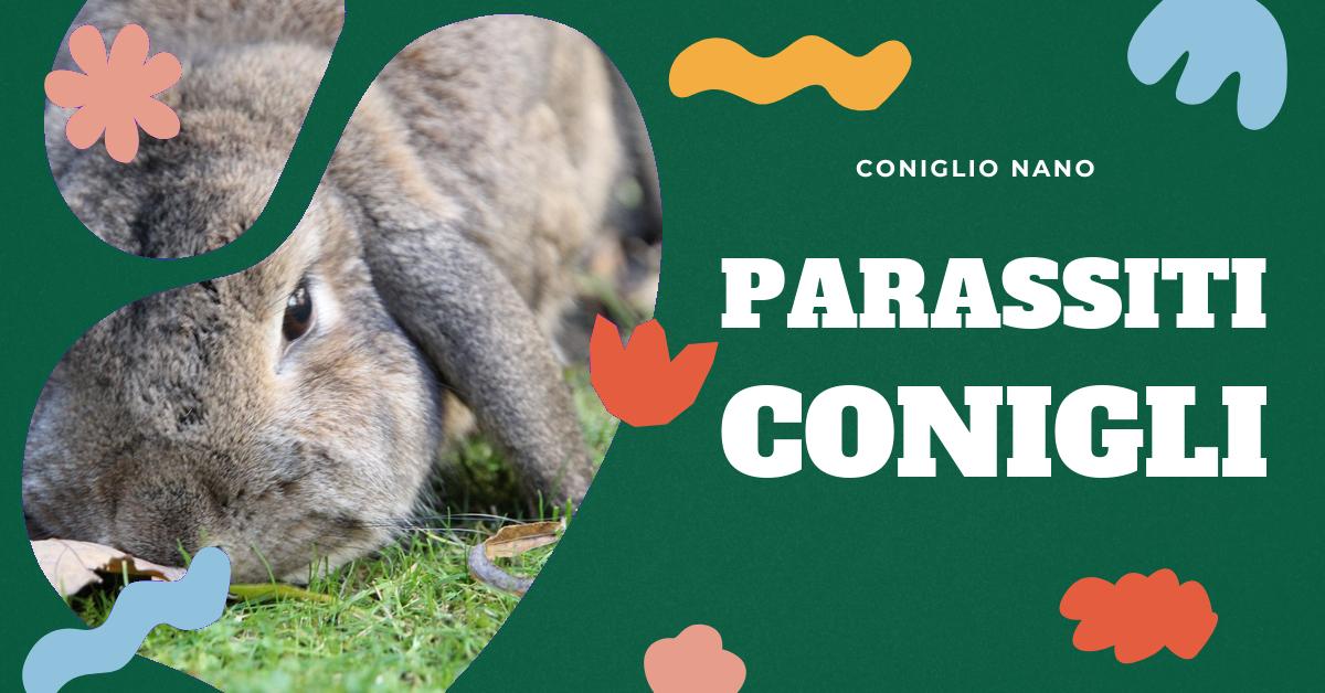 Scopri quali sono i parassiti dei conigli, come le pulci e gli acari, e come prevenirli o curarli. Trova informazioni dettagliate sulla rogna sarcoptica nel coniglio e sugli antiparassitari efficaci. Ideale per proprietari di conigli e professionisti del settore veterinario.