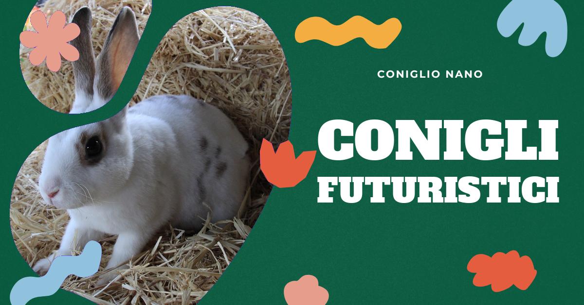 Scopri le ultime innovazioni in termini di habitat per conigli di prossima generazione. Trova informazioni dettagliate sulle caratteristiche, gli accessori disponibili e le recensioni dei clienti per i migliori habitat per conigli. Esplora anche prodotti simili per creare l