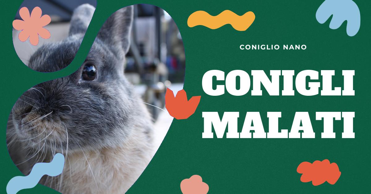 Scopri tutto sulla pasteurellosi nel coniglio: sintomi, cause, trattamenti e prevenzione. Approfondisci le diverse malattie causate dalla Pasteurella nei conigli e come proteggere il tuo amico a quattro zampe. Informazioni dettagliate e aggiornate per proprietari di conigli e appassionati.