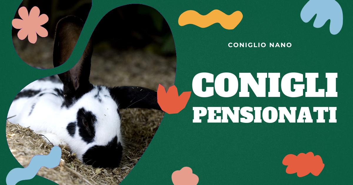 Scopri la pensione per conigli ideale per il tuo amico peloso. Confronta servizi, prezzi e recensioni per trovare la sistemazione perfetta. Informazioni dettagliate su conigli ospitati e altri servizi offerti.