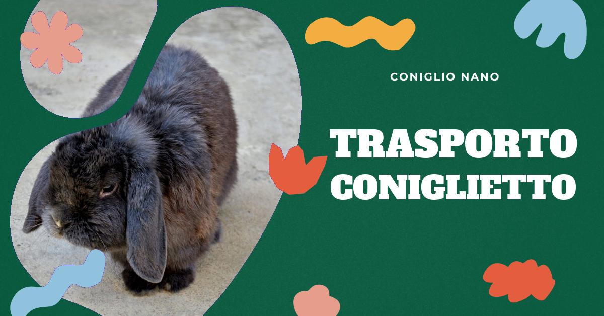 Scopri come gestire le sfide negli spostamenti del coniglio nano. Trova consigli su come insegnare al tuo coniglio a fare i bisogni nella lettiera, come gestire i comportamenti territoriali e quando consultare un veterinario per problemi legati alla vescica. Ottieni informazioni preziose per il benessere del tuo piccolo amico.