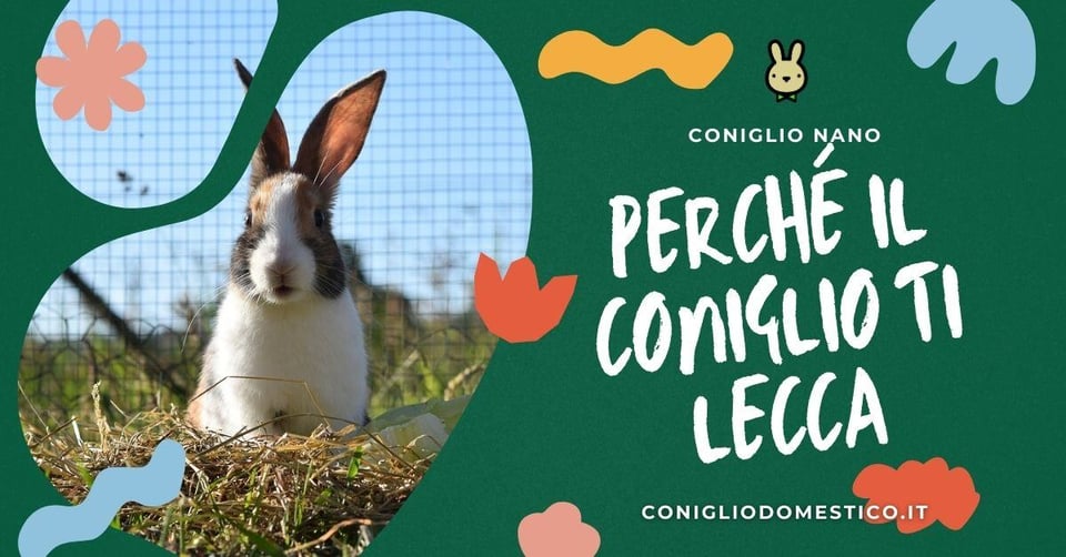 perche-il-coniglio-ti-lecca