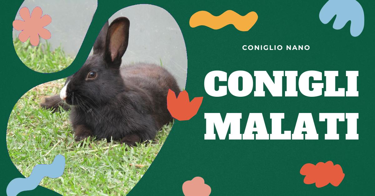 Scopri perché il tuo coniglio ha la testa storta, le possibili cause di questa condizione, come viene diagnosticata e le opzioni di trattamento. Informazioni dettagliate sul torcicollo nei conigli e l