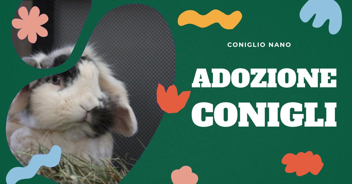 Scopri i motivi per cui potrebbe non essere una buona idea adottare un coniglio come animale domestico. Approfondisci le responsabilità, gli impegni e le possibili conseguenze negative. Esplora le alternative più adatte alle tue esigenze. Informazioni utili per chi ama i conigli domestici o è in cerca di informazioni su di essi.