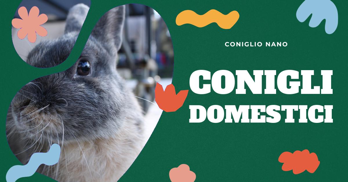 Scopri quali danni può causare un coniglio in casa e come prevenirli. Informazioni su cure veterinarie, sterilizzazione e gestione di un coniglio domestico. Consigli utili per gli amanti dei conigli.