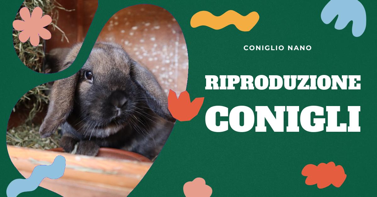 Scopri quanti cuccioli può partorire un coniglio, perché si dice fare figli come conigli e altri fatti interessanti sulla riproduzione dei conigli. Ottieni informazioni dettagliate sulla fecondità dei conigli, il loro doppio utero e perché iniziano a essere fecondi in giovane età.