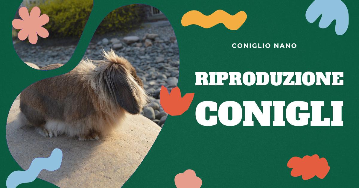 Scopri quanti cuccioli può partorire un coniglio, perché si dice fare figli come conigli e altri fatti interessanti sulla riproduzione dei conigli. Ideale per appassionati di conigli domestici e chi cerca informazioni sulla loro riproduzione.