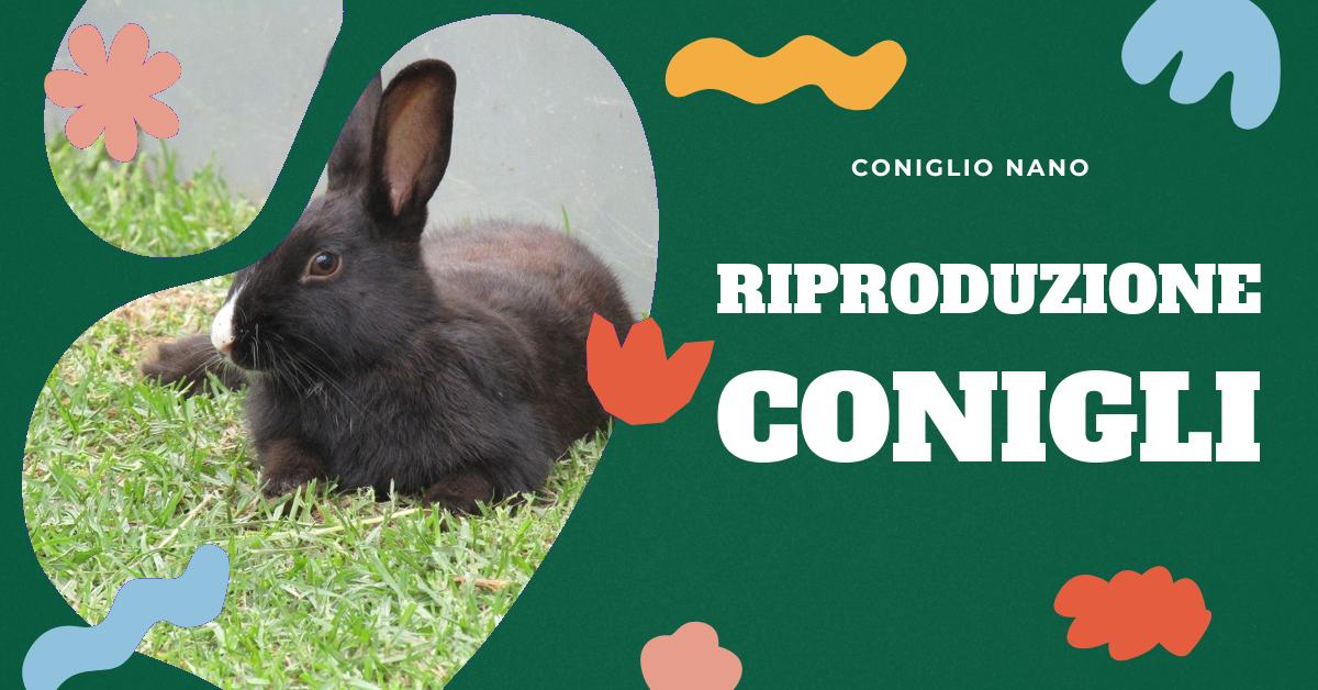 Scopri quanti cuccioli fa un coniglio, perché si dice fare figli come conigli e altri fatti interessanti sulla riproduzione dei conigli. Ottieni informazioni dettagliate sulla fecondità dei conigli, il loro doppio utero e come iniziano a essere fecondi in giovane età.