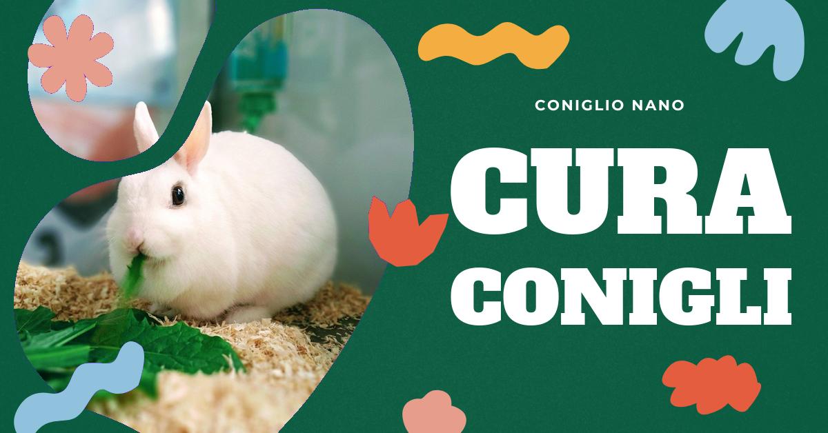 Scopri tutto sui conigli d