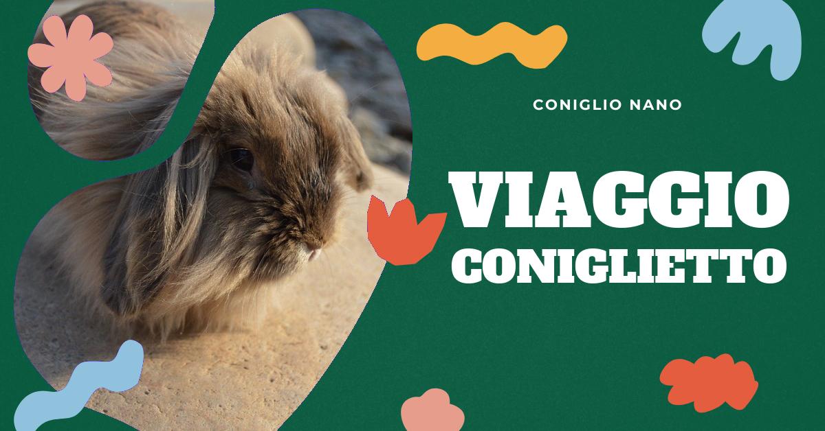 Scopri se è possibile viaggiare in aereo con un coniglio nano e quali precauzioni prendere per garantire la sua sicurezza. Trova consigli utili su come viaggiare con il tuo coniglio nano in auto, autobus, treno e nave. Ottieni informazioni dettagliate su come prepararti per il viaggio con il tuo piccolo amico.