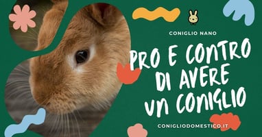 pro-e-contro-di-avere-un-coniglio
