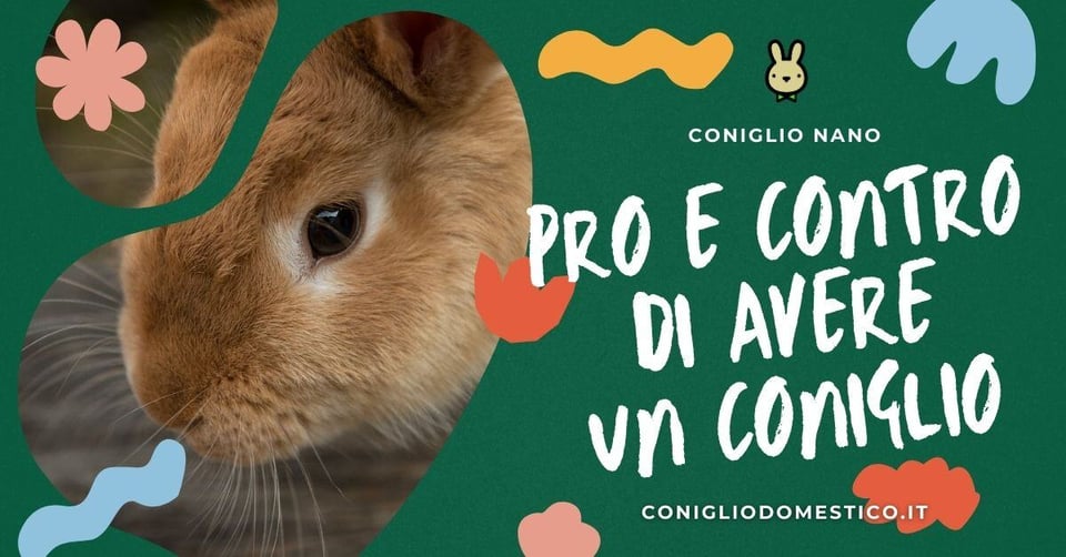 pro-e-contro-di-avere-un-coniglio