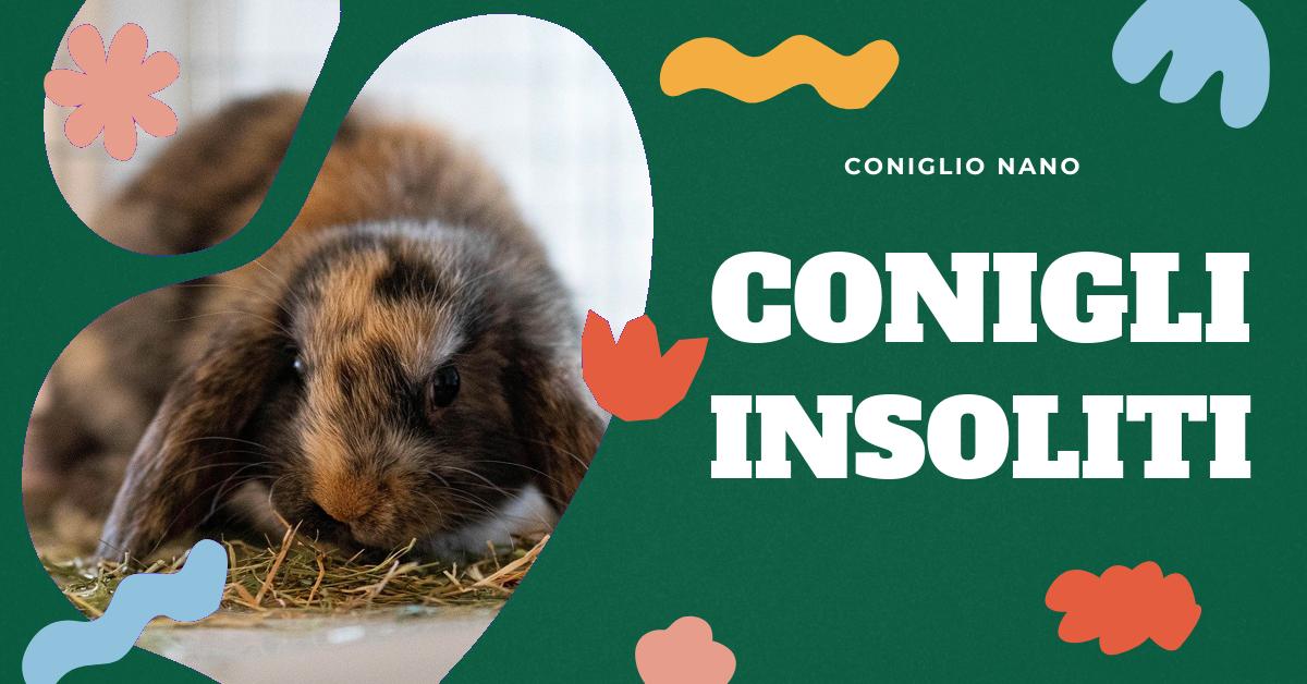 Scopri tutto sul coniglio brutto: caratteristiche, aspetto fisico e razze specifiche. Trova immagini gratuite e leggi articoli interessanti. Ideale per appassionate di conigli domestici dai 35 ai 55 anni.