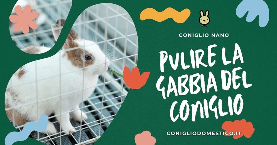 cover-pulire-la-gabbia-del-coniglio