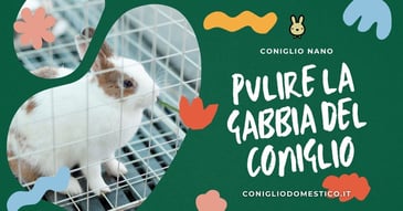 pulire-la-gabbia-del-coniglio