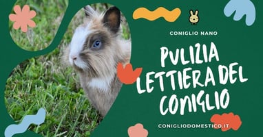 pulizia-lettiera-del-coniglio