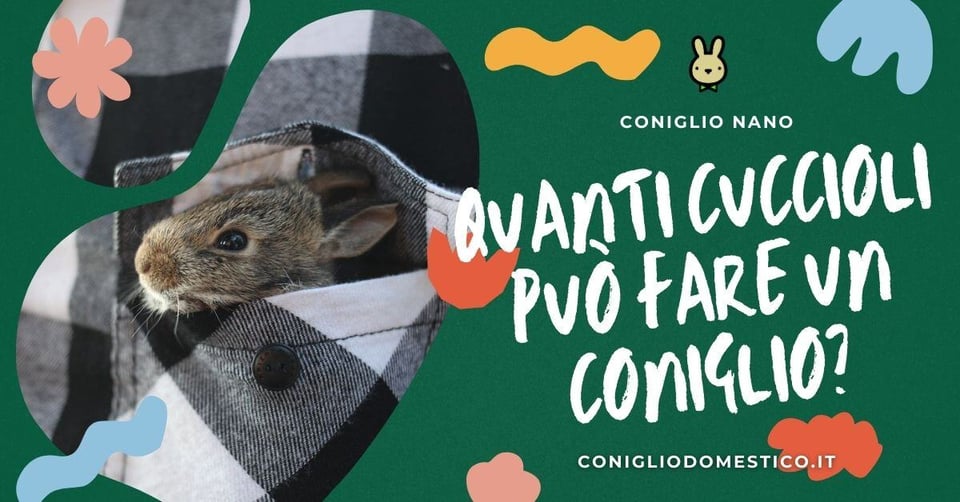 quanti-cuccioli-puo-fare un-coniglio