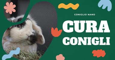 cura-dei-conigli