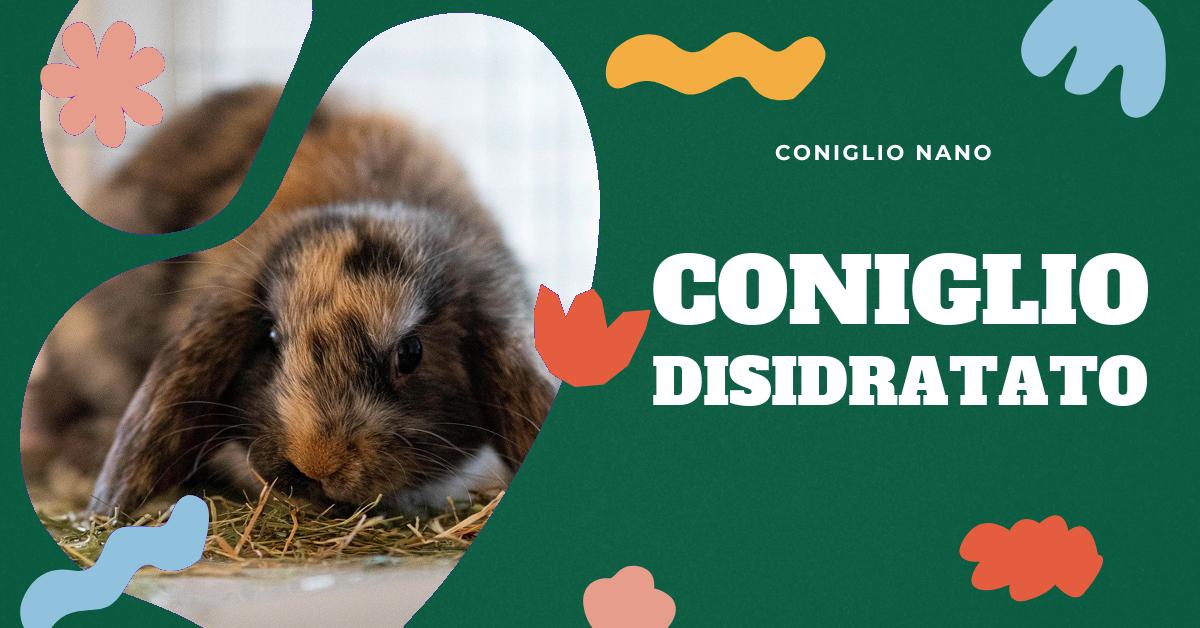 Scopri come riconoscere i segni di disidratazione in un coniglio domestico. Trova informazioni su quanto dovrebbe bere un coniglio, come prevenire la disidratazione e l