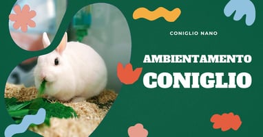 ambientare-il-coniglio