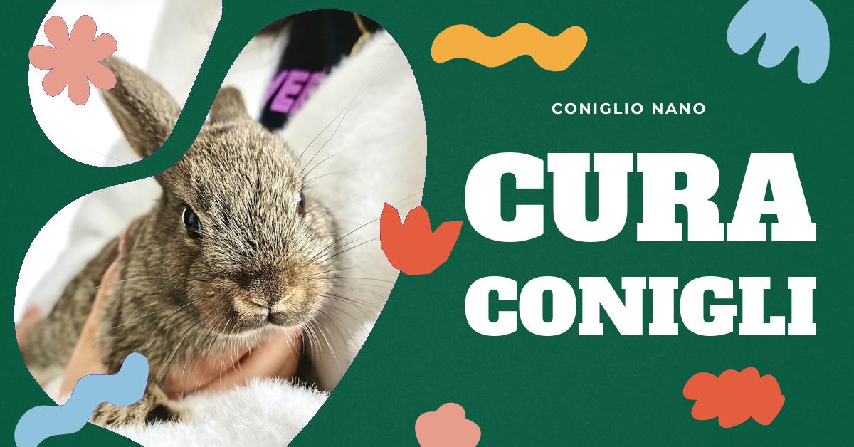 Scopri quanto è impegnativo avere un coniglio come animale domestico. Trova informazioni dettagliate su dove tenere un coniglio in casa o all