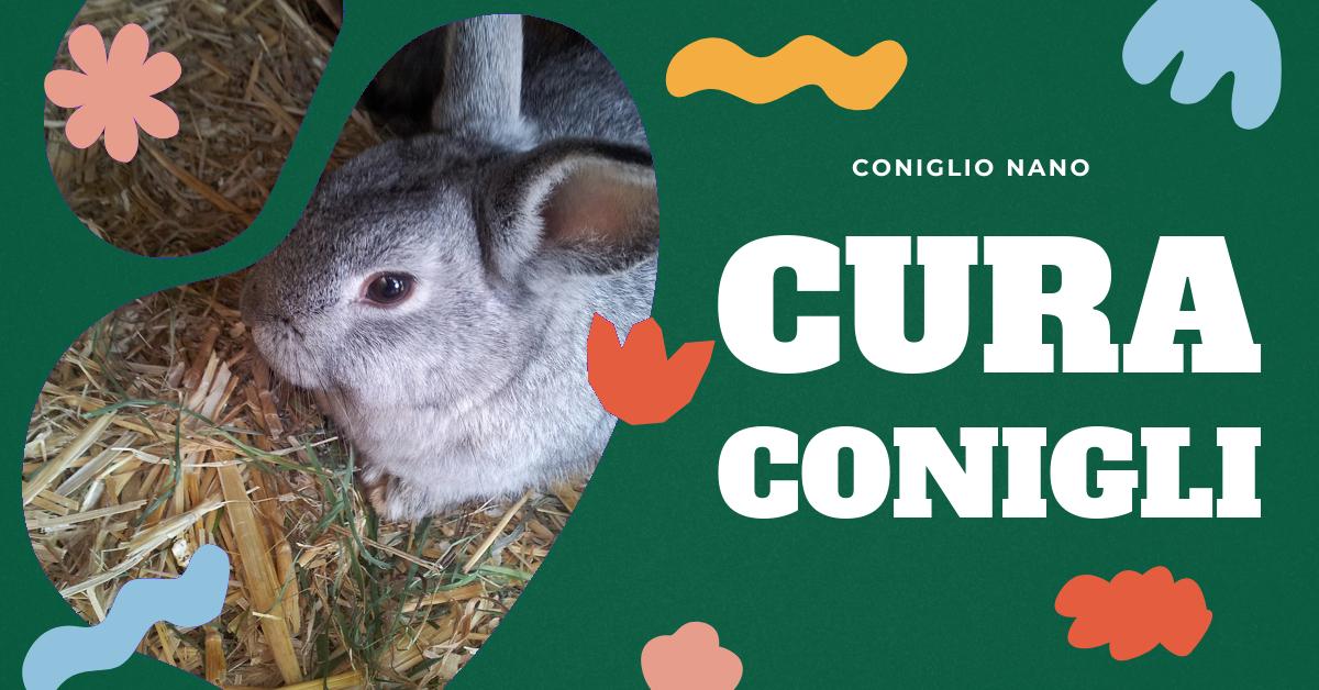Scopri quanto è impegnativo avere un coniglio come animale domestico. Trova informazioni dettagliate su come tenere un coniglio in casa o all