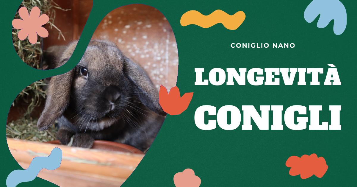 Scopri quanto dura un coniglio nano in casa e come l