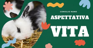 aspettativa-di-vita-del-coniglio