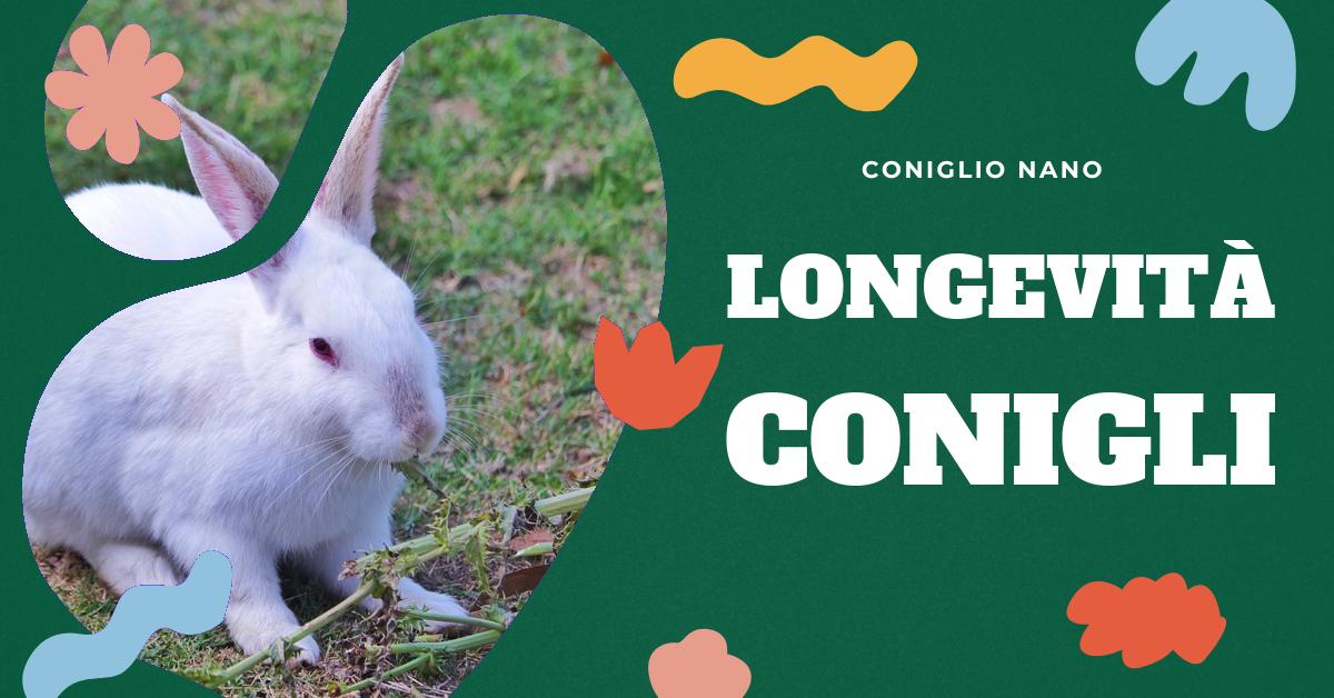 Scopri quanto può vivere un coniglio in casa, le differenze di longevità tra le razze e come garantire una vita lunga e sana al tuo amico peloso. Approfondisci la vita dei conigli in natura e confrontala con quella domestica. Informazioni utili per gli amanti dei conigli domestici.
