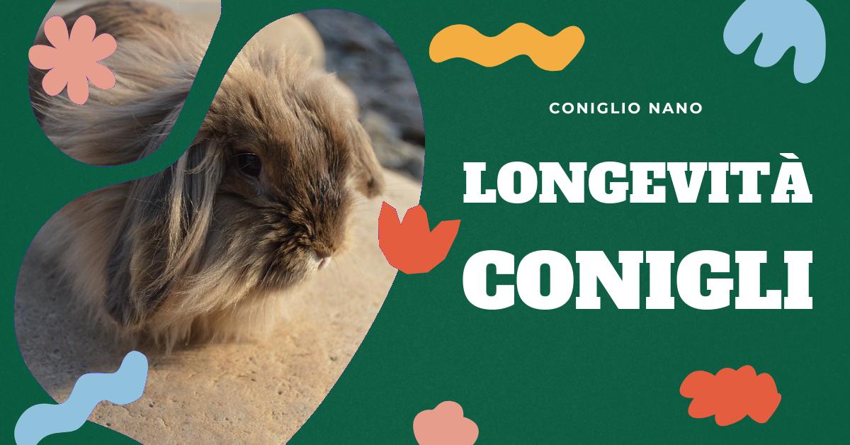 Scopri quanto vivono i conigli e come garantire loro una vita lunga e sana. Approfondisci le differenze tra le razze e scopri i consigli per la cura dei conigli domestici. Informazioni utili per chi ama i conigli o sta pensando di adottarne uno.