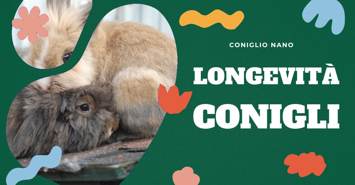 Scopri quanto vivono i conigli e come farli vivere a lungo. Trova informazioni sulla durata di vita dei conigli domestici, le differenze tra le razze e i consigli per garantire loro una vita lunga e sana. Ideale per gli amanti dei conigli che cercano di capire l
