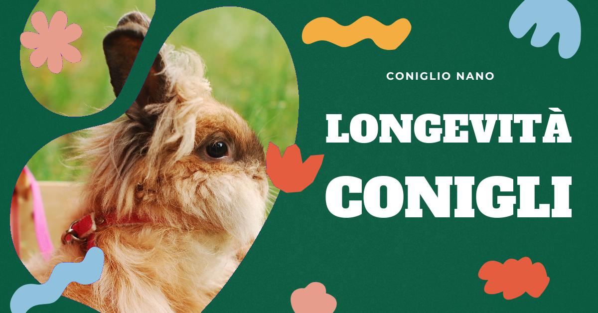 Scopri quanto vivono i conigli e come garantire loro una vita lunga e sana. Approfondisci le differenze tra le razze e scopri i consigli per la cura dei conigli domestici. Informazioni utili per chi ama i conigli o sta pensando di adottarne uno.