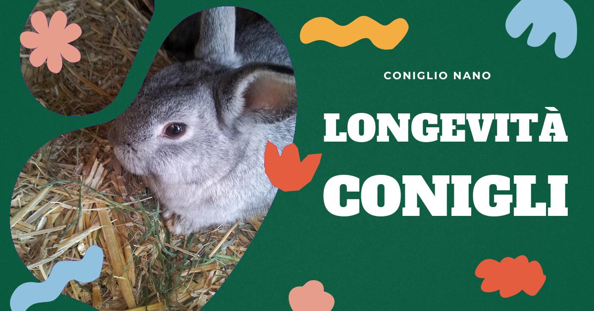 Scopri quanto vive un coniglio nano e come garantirgli una vita lunga e sana. Approfondisci le differenze tra le razze e scopri i consigli per la cura di un coniglio domestico. Informazioni utili per gli amanti dei conigli nani.