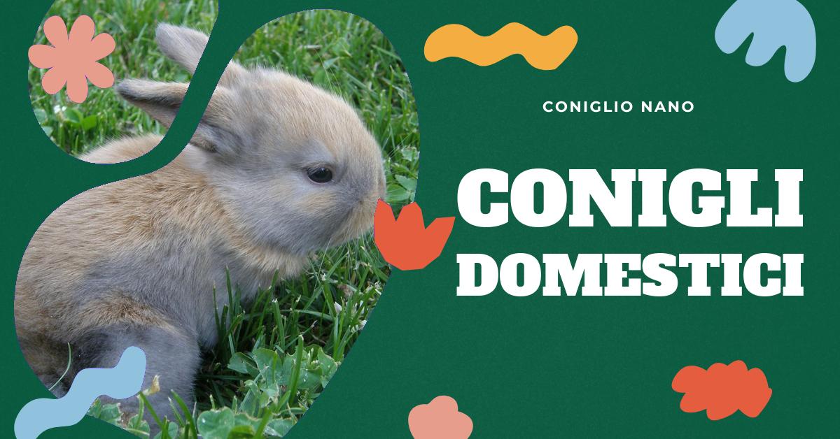 Scopri tutto sulla vita del coniglio: durata, abitudini, dieta e cure necessarie per garantire il suo benessere. Trova consigli su come gestire le diverse fasi della vita del tuo coniglio domestico e come farlo vivere a lungo e felice.