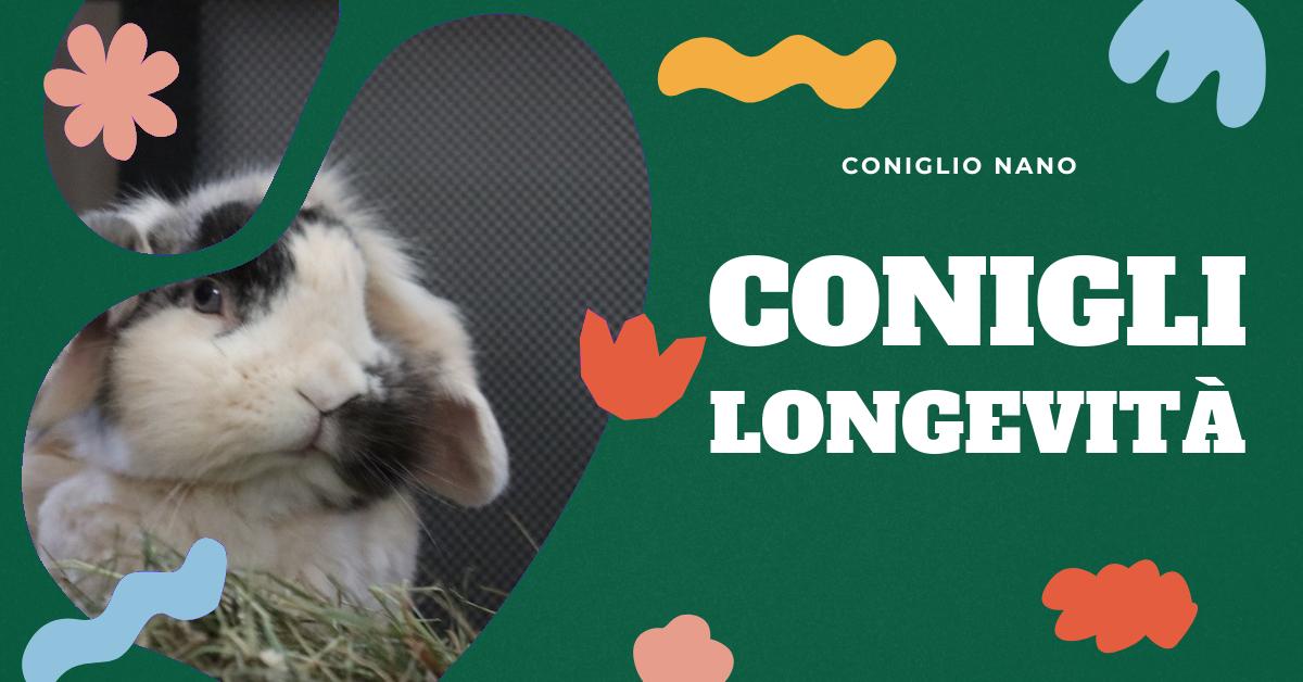 Scopri quanto vive un coniglio domestico e come farlo vivere a lungo. Approfondisci le differenze di aspettativa di vita tra le varie razze e scopri come creare un ambiente ideale per il tuo coniglio. Trova consigli utili per la cura e il benessere del tuo amico peloso.
