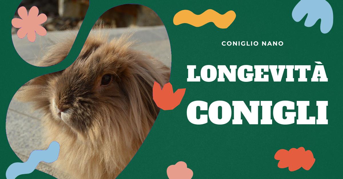 Scopri quanto vive un coniglio domestico, i fattori che influenzano la sua durata di vita e le differenze tra le razze. Ottieni consigli su alimentazione, esercizio e cure veterinarie per garantire una vita sana e lunga al tuo coniglio.