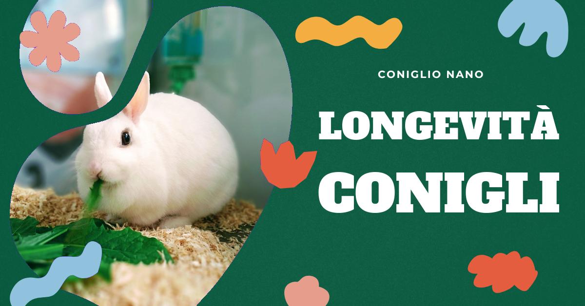 Scopri quanto vive un coniglio nano e come garantirgli una vita lunga e sana. Trova informazioni sulla durata media della vita dei conigli nani, le differenze tra le razze e i consigli per la cura. Ideale per gli amanti dei conigli domestici.