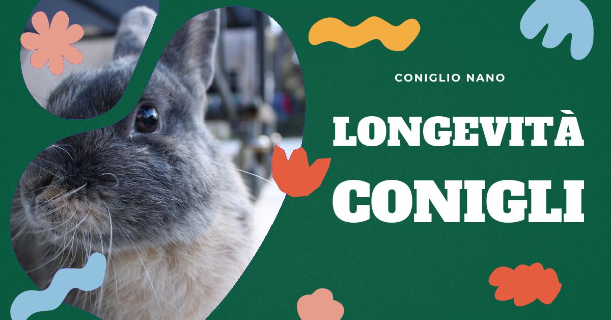 Scopri quanto vive un coniglio e come farlo vivere a lungo. Approfondisci le differenze di durata di vita tra le varie razze e scopri cosa serve a un coniglio per vivere bene. Trova consigli utili per la cura del tuo coniglio domestico.