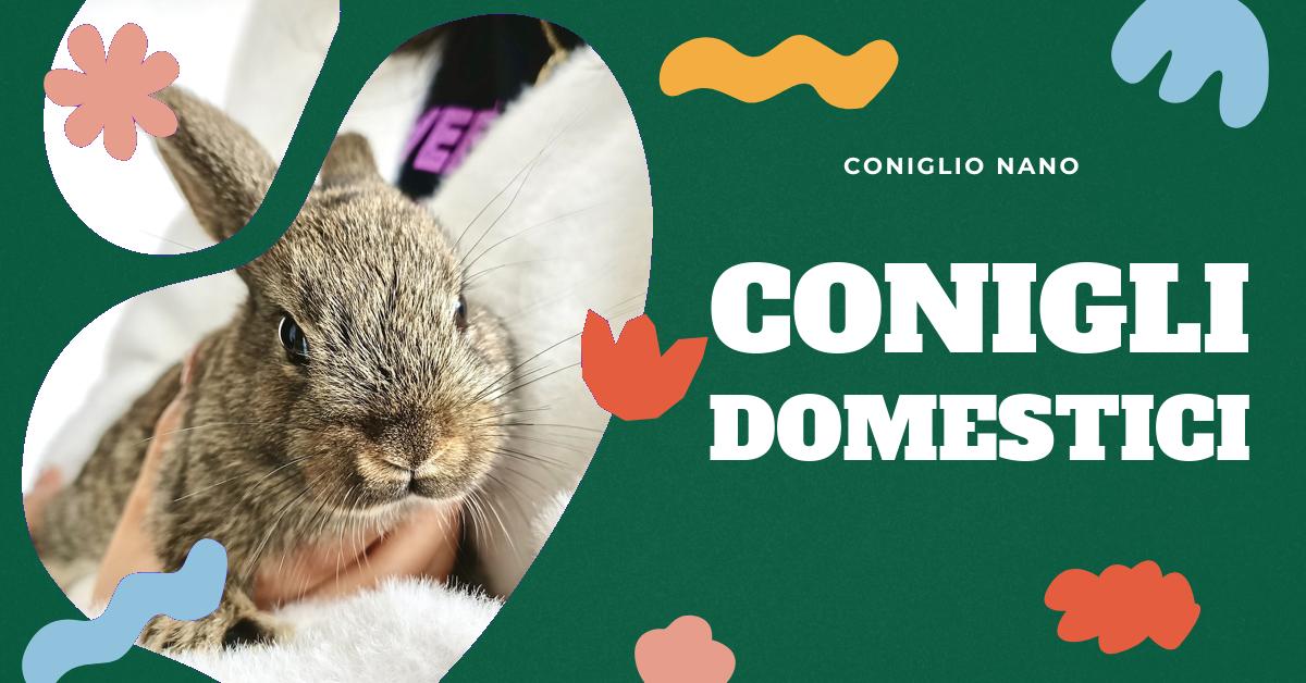 Scopri quanto può vivere un coniglio in gabbia, come farlo vivere bene e a lungo, e le differenze di durata della vita tra le varie razze. Trova consigli utili per la cura e il benessere del tuo coniglio domestico.