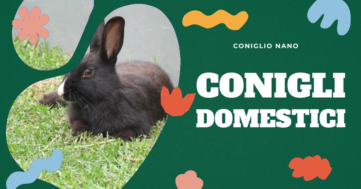 Scopri tutto sulla vita di un coniglio: aspettativa di vita, differenze tra le razze, come prendersi cura di un coniglio domestico e molto altro. Informazioni utili per chi ama i conigli e vuole garantire loro una vita lunga e felice.