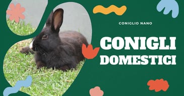 coniglio-domestico-quanto-vive