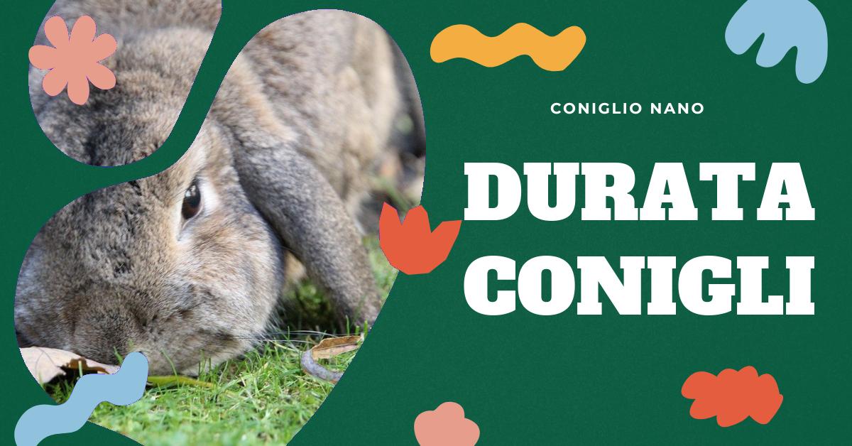Scopri quanto dura la vita di un coniglio domestico e come garantire la sua salute e longevità. Approfondisci le differenze tra le razze e scopri i consigli per far vivere bene il tuo coniglietto. Informazioni utili per gli amanti dei conigli domestici.