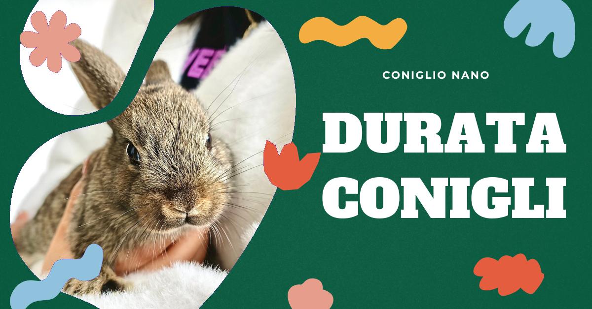 Scopri quanto vive un coniglio, le differenze tra le razze e i consigli per farlo vivere a lungo. Trova informazioni su come prenderti cura di un coniglio domestico e cosa serve per garantirgli una vita lunga e sana.