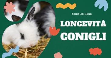 longevità-coniglio