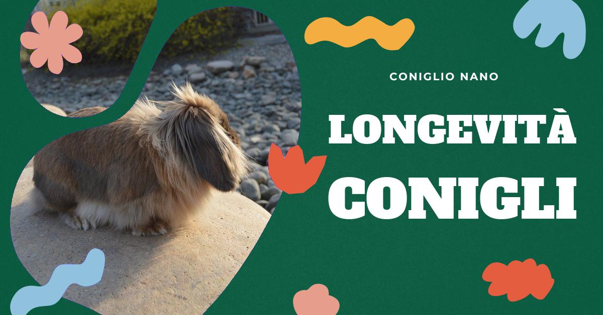 Scopri quanto vive un coniglio nano e come garantirgli una vita lunga e sana. Trova informazioni sulla durata media della vita dei conigli domestici, le differenze tra le razze e i consigli per farli vivere bene. Ideale per gli amanti dei conigli domestici che cercano di capire l