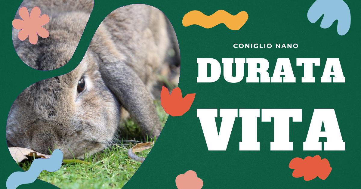 Scopri quanto vivono i conigli domestici e come garantire loro una vita lunga e sana. Approfondisci le differenze tra le razze e scopri i consigli per la cura e il benessere del tuo coniglio domestico. Informazioni utili per chi ama i conigli e vuole garantire loro la migliore vita possibile.