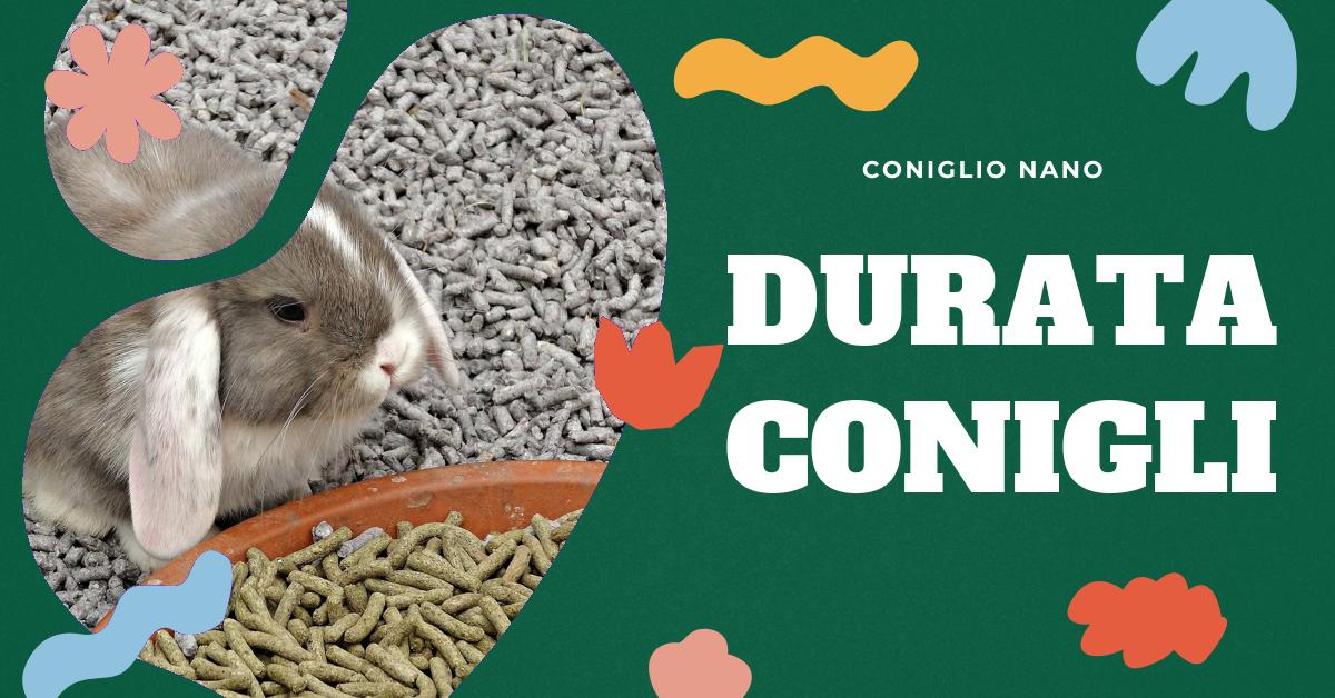 Scopri quanto vivono i conigli e come farli vivere a lungo. Trova informazioni sulla durata della vita dei conigli domestici, le differenze tra le razze e i consigli per garantire loro una vita sana e felice. Ideale per gli amanti dei conigli.