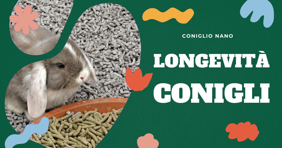 Scopri quanto vivono i conigli nani e come contribuire alla loro longevità. Trova consigli su come mantenere il tuo coniglio sano, creare un ambiente sereno e fornire un
