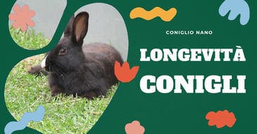 longevita-dei-conigli-domestici