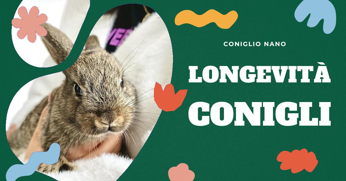 Scopri quanto vivono i conigli domestici e selvatici, come mantenere il tuo coniglio sano e in salute, creare un ambiente sereno per il suo benessere e quali alimenti sono migliori per la sua dieta. Informazioni utili per chi ama i conigli e vuole prendersene cura nel modo migliore.